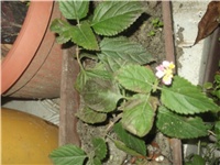 f73f802d-Picture 003.jpg